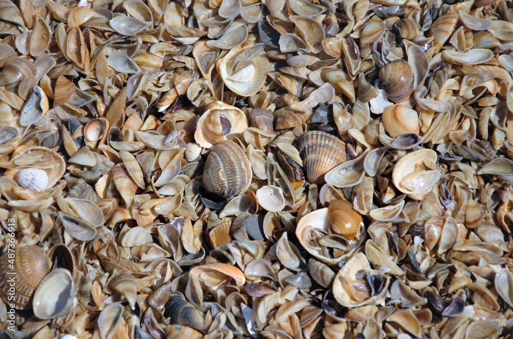 a backdrop of shells on the shore. Lots of close-up shells a backdrop of shells on the shore. Lots of close-up shells