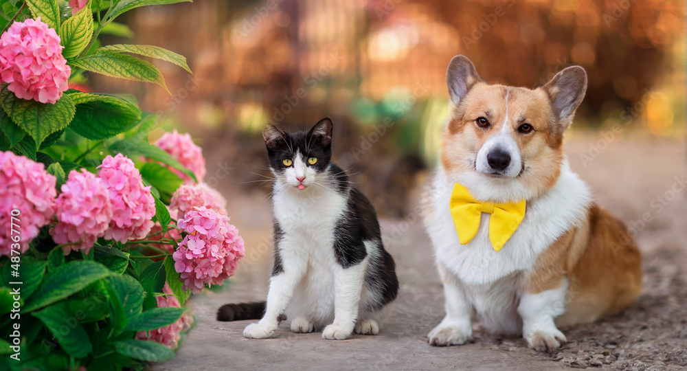 portrait friends funny corgi puppy and funny kitten sitting in a sunny garden among pink beautiful hydrangea flowers