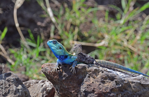 Pair of iguanas on rock.