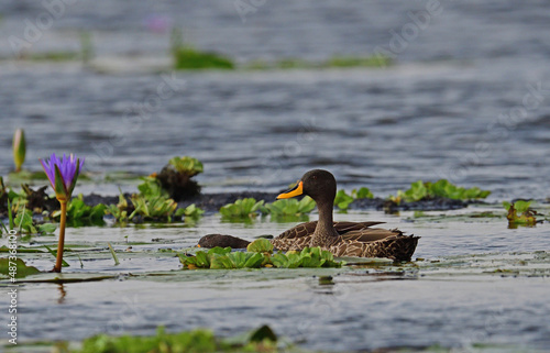  Pair of Yellow billed ducks.