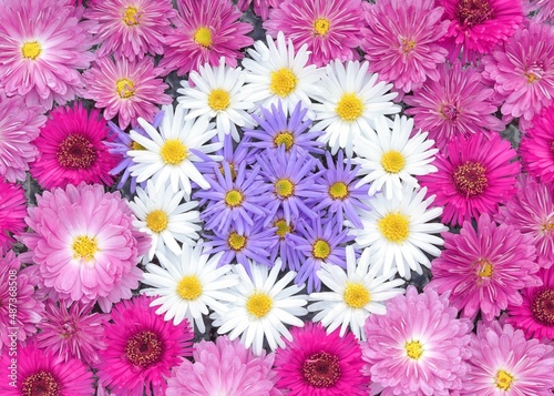 Chrysanthemum. Autumn flowers. Beautiful Autumn pink, purple, violet, white chrysanthemum . Postcard, greetings. Banner Spring flowers of different colors .Top view. Colorful flowers background. 