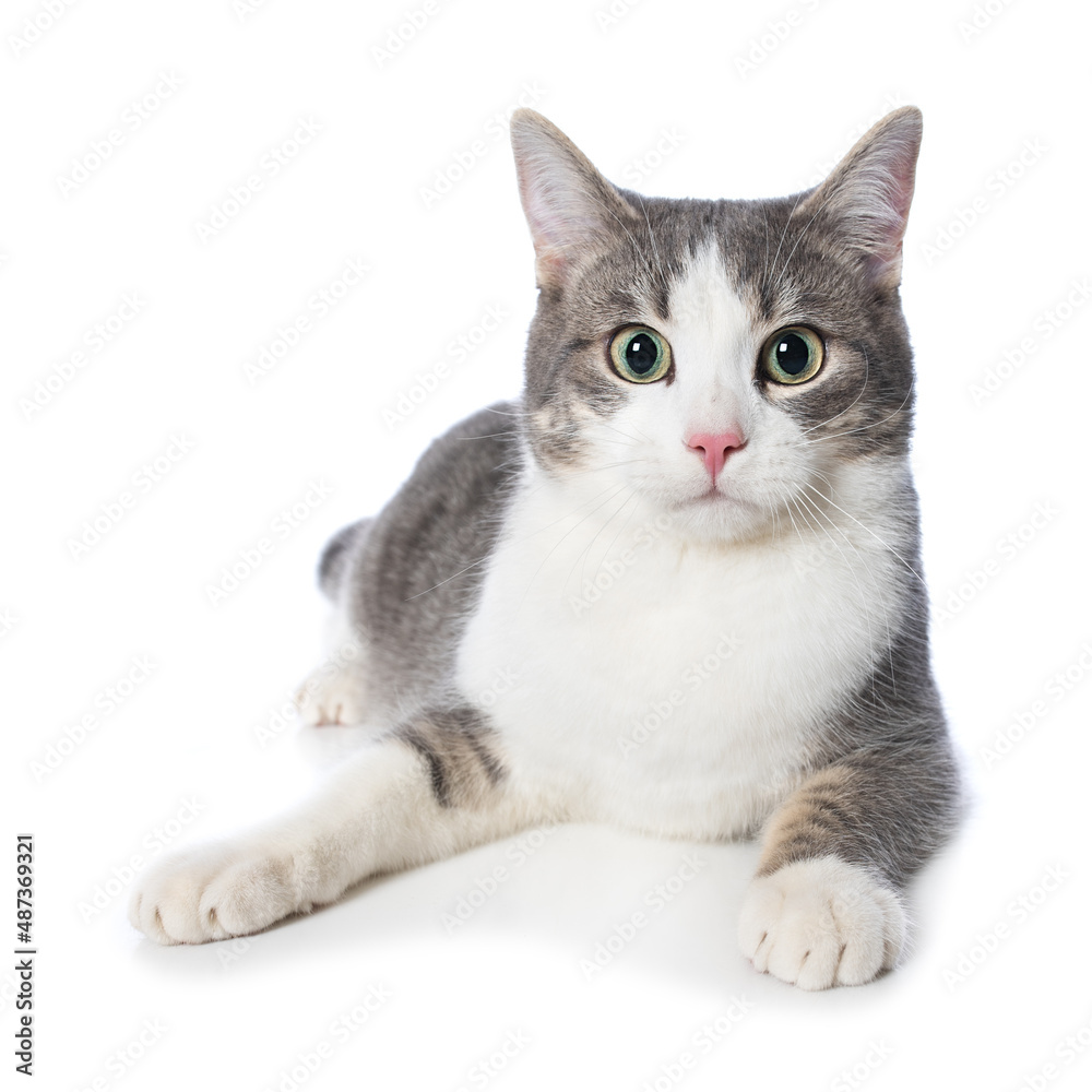 Young cat lying isolated on white background