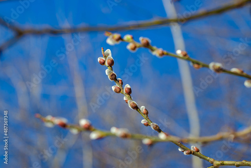 Willow earrings in the march forest against the blue sky