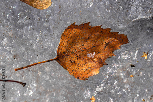 Old Birch leaf on melting spring ice in the forest