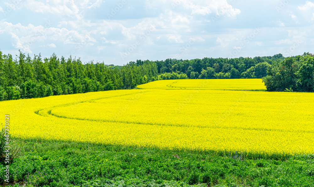 Nature view of bright yellow oilseed rape field. Rapeseed field under the blue sky on blurred background with copy space for text using as natural background, flowers landscape, ecology concept Nature view of bright yellow oilseed rape field. Rapeseed field under the blue sky on blurred background with copy space for text using as natural background, flowers landscape, ecology concept
