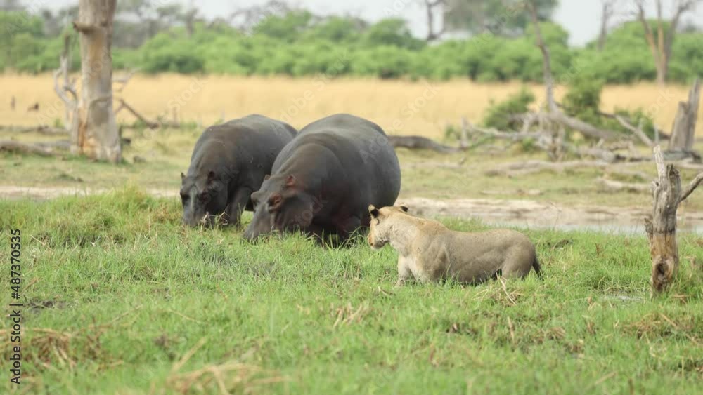 Wide shot of a lioness watching two hippos graze, Khwai Botswana. Wide shot of a lioness watching two hippos graze, Khwai Botswana.