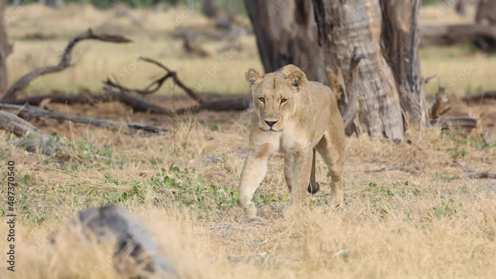Wide shot of a lioness walking towards the camera, Khwai Botswana. 