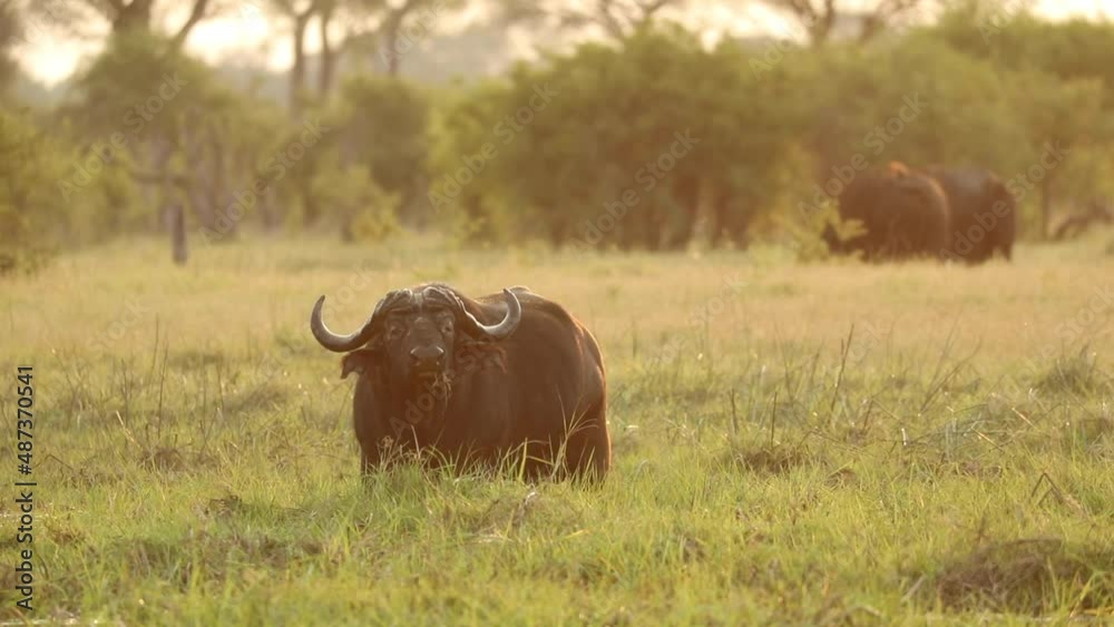 Wide shot of a Cape buffalo bull lifting its head and looking into the camera, Khwai Botswana. Wide shot of a Cape buffalo bull lifting its head and looking into the camera, Khwai Botswana.
