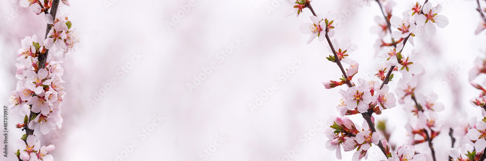 Spring background. Composition of flowering branches. Spring banner. Copy space. Spring background. Composition of flowering branches. Spring banner. Copy space.