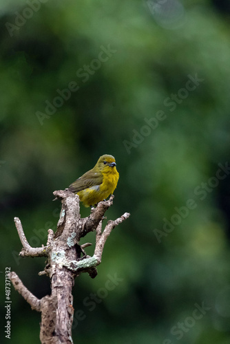 A female of tropical bird Violaceous euphonia as know as gaturamo perching in a branch tree. Green background, Species Euphonia violacea. Birdwatching. Animal world. Yellow bird.