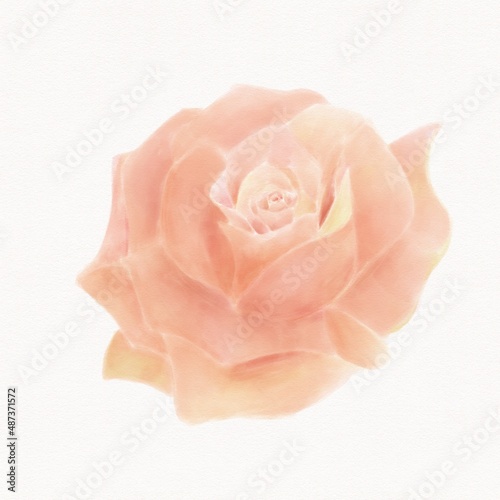 Watercolor illustration of an orange rose flower on a white background