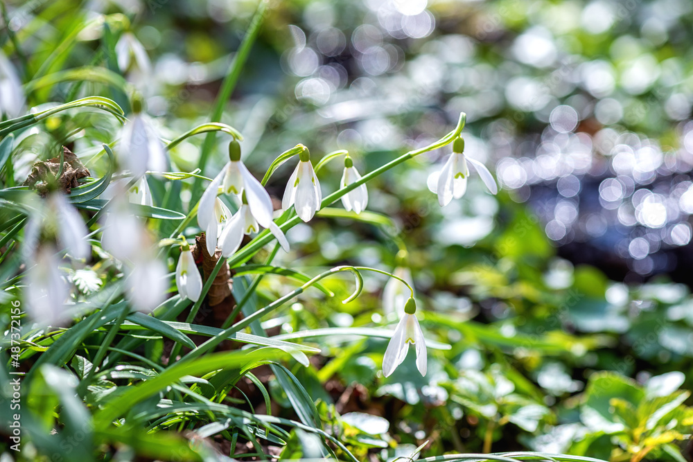 Blossom of wild growing first spring flowers, cute white snowdrop or galanthus on the sunny forest glade, natural outdoor background suitable for wallpaper Blossom of wild growing first spring flowers, cute white snowdrop or galanthus on the sunny forest glade, natural outdoor background suitable for wallpaper