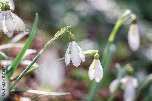 Cute white snowdrop or galanthus flowers growing in the wild nature, beautiful springtime sunny outdoor background with sparkles, early spring in Europe