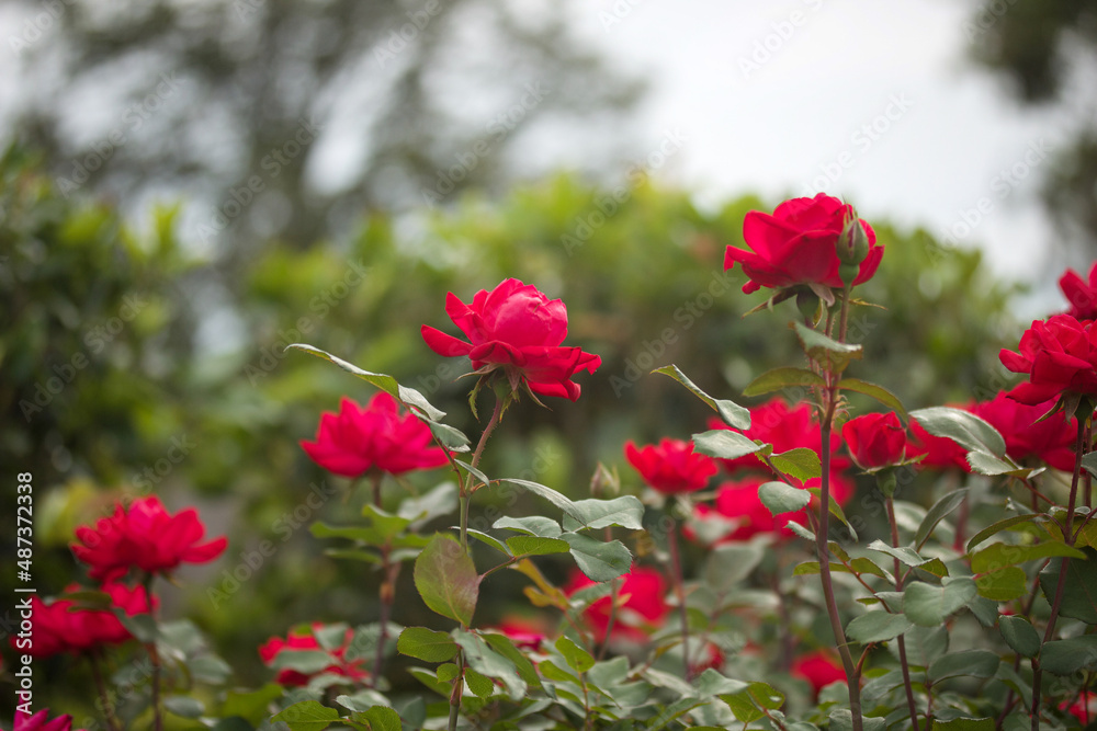 Group of Red Roses in a Garden 