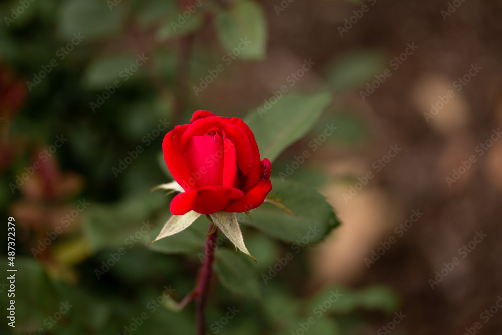 Red Rose Opening Red Rose Opening