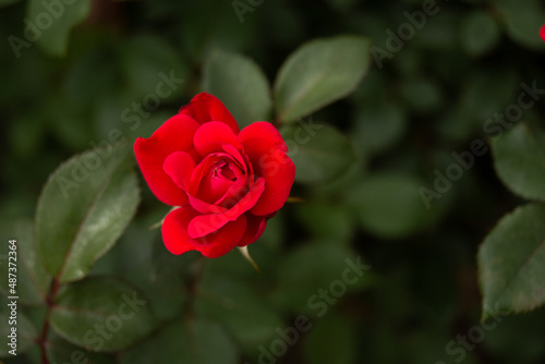 Overhead view of a Red Rose 