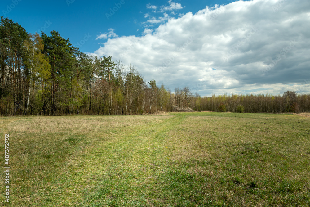 Path through meadow, forest and cloud on the sky, spring view