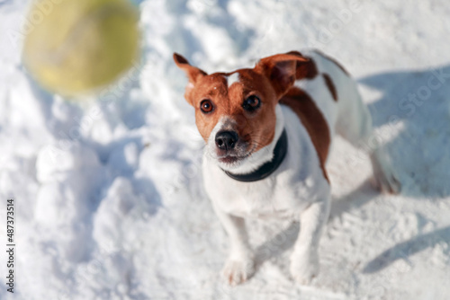 jack russell terrier playing in snow