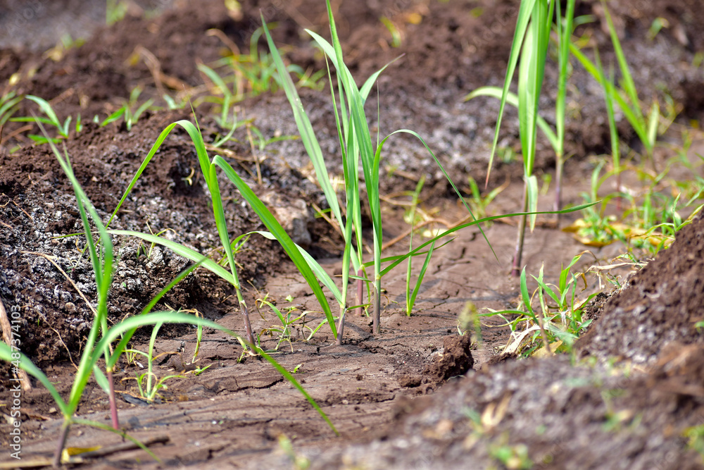 Small plant sugarcane farming in India. Small plant sugarcane farming in India.