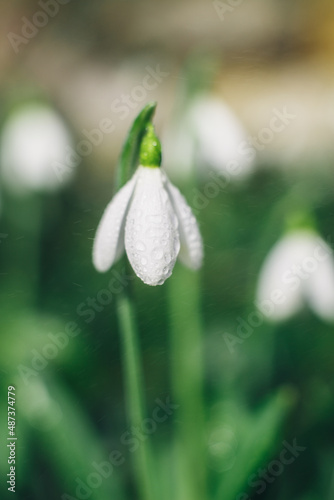 Close up of snowdrop flowers blooming in snow covering. First spring flowers, selective focus, blur