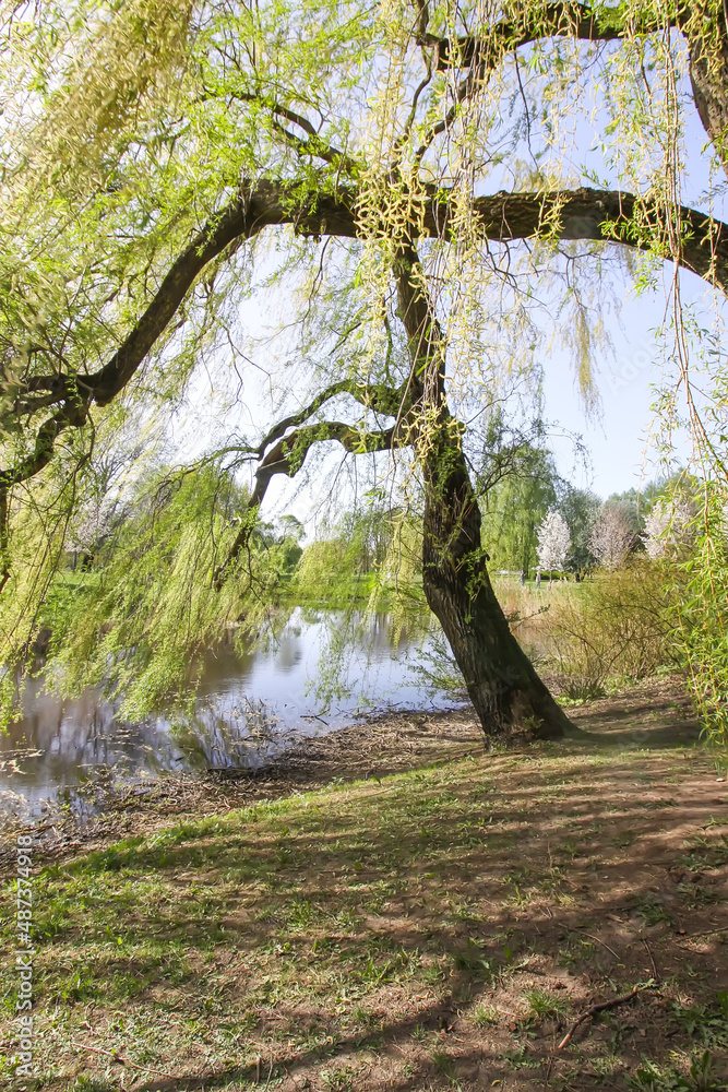 Green tree in spring park. Urban landscape. Green tree in spring park. Urban landscape.