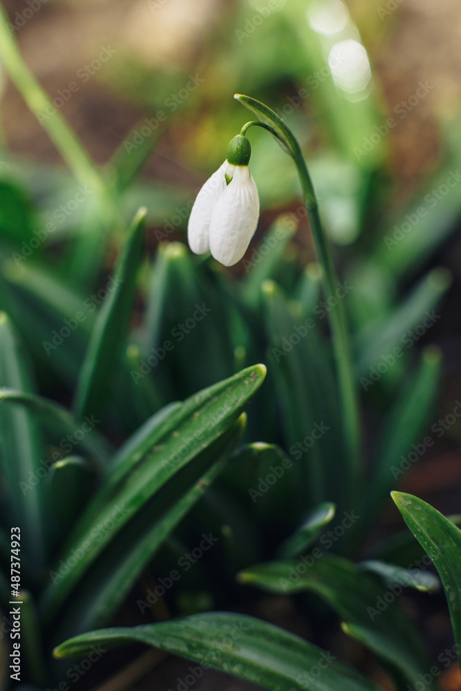 Close up of snowdrop flowers blooming in snow covering. First spring flowers, selective focus, blur Close up of snowdrop flowers blooming in snow covering. First spring flowers, selective focus, blur