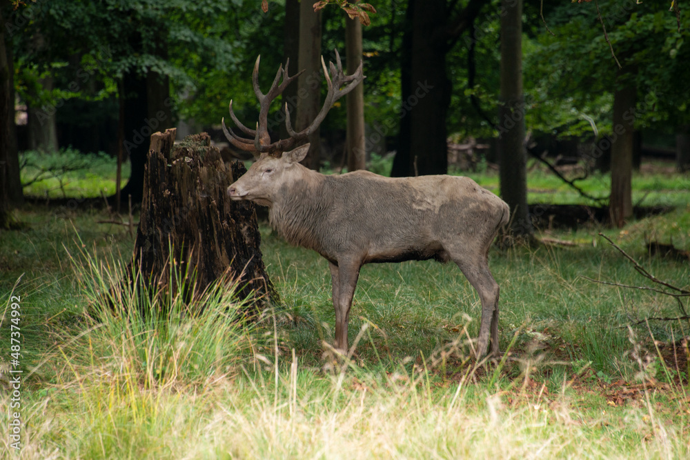 Cerf élaphe, brame, cervus elaphus Cerf élaphe, brame, cervus elaphus