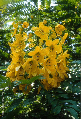 Faux barbatimão, cassia, Cassia leptophylla photo