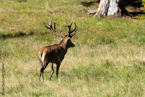 Cerf élaphe, brame, cervus elaphus