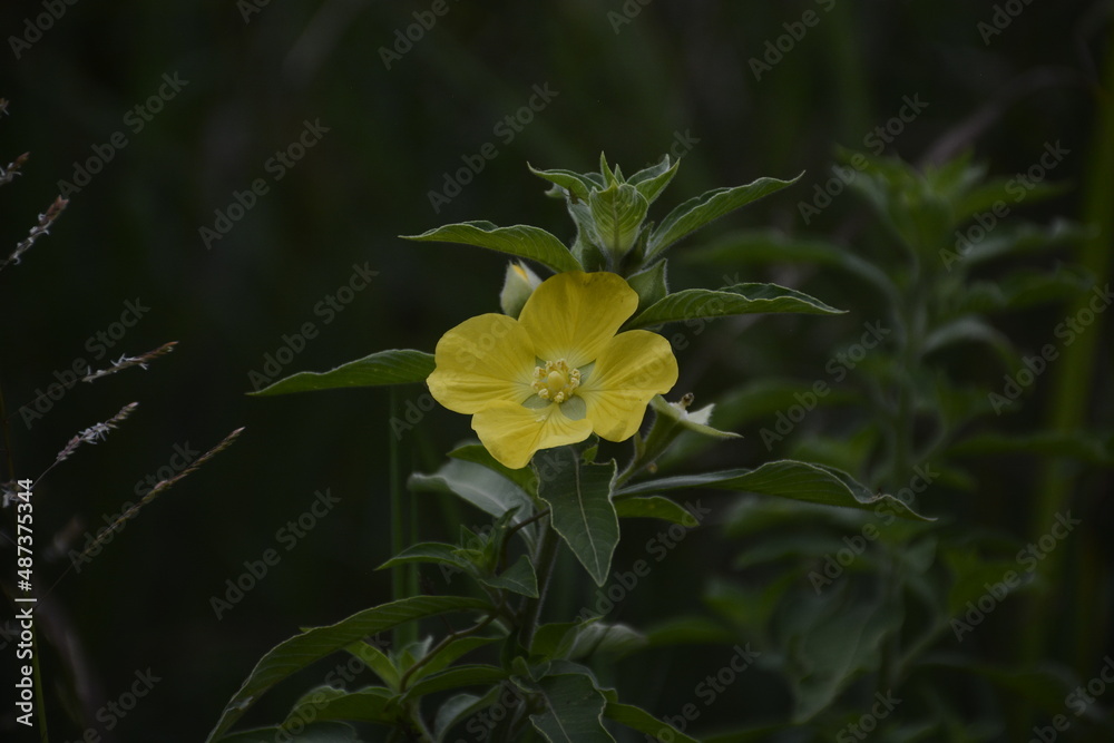 yellow flowers are found in the grass clump area yellow flowers are found in the grass clump area