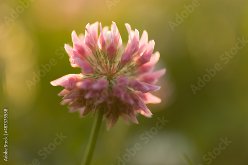 pink clover flower illuminated by the sun in the garden close-up