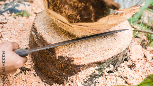 A man uses a bolo to chop the trunk of a coconut tree inside a property. Tree cutting with permit.