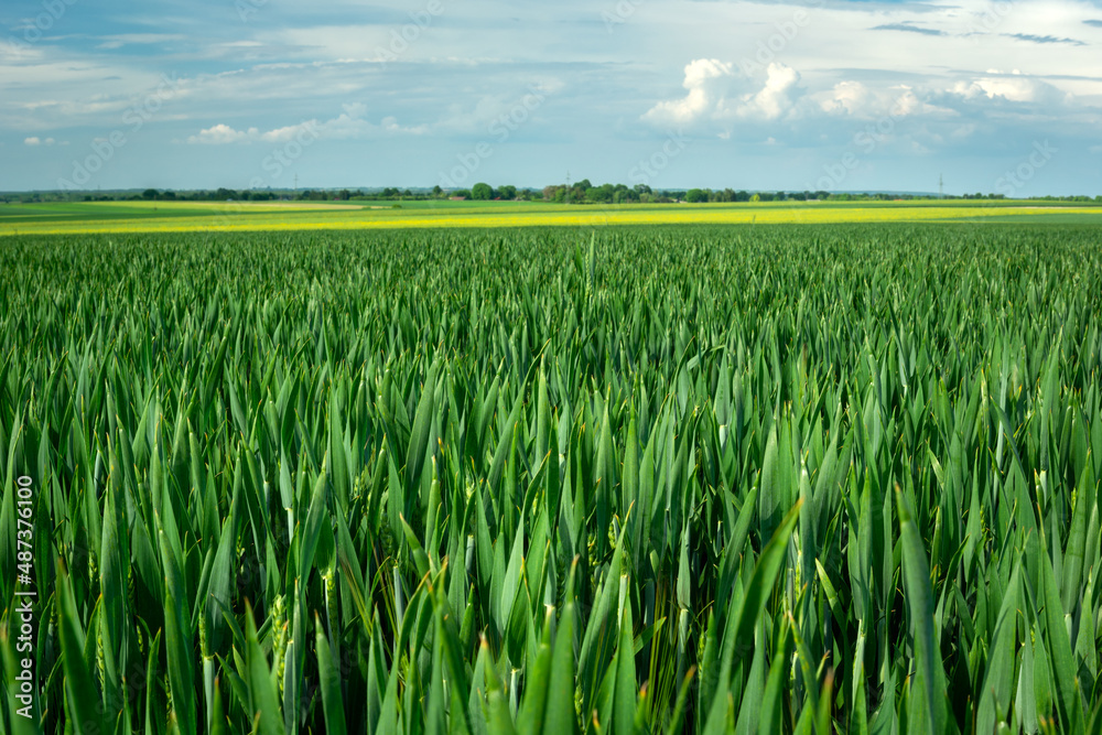 Large green grain field, horizon and sky