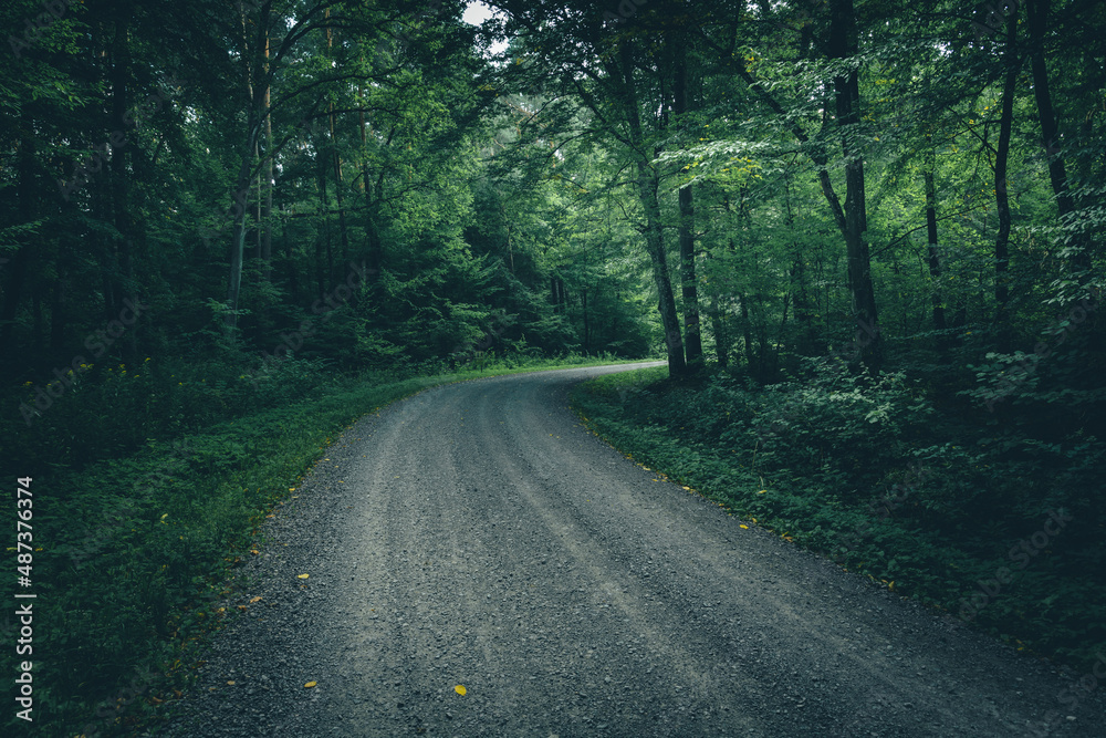 Fototapeta premium Gravel road through a moody dark forest