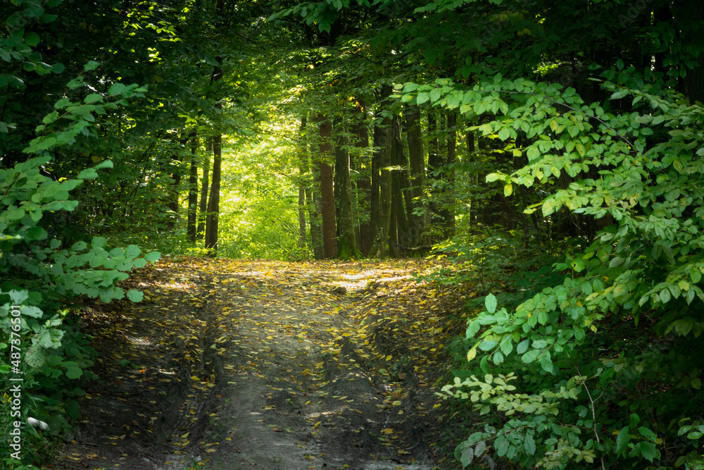 Sunlight in the forest alley, summer view Sunlight in the forest alley, summer view