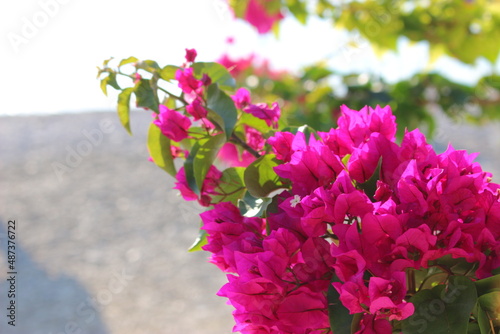 pink flowers in the garden