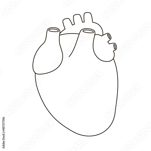 Heart organ drawing linear icon. Human internal organ, outline heart. Sign for medical cardiology. Vector