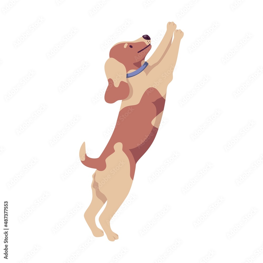 Naklejka premium Cute spotted little dog stands on its hind legs and asks for smth.