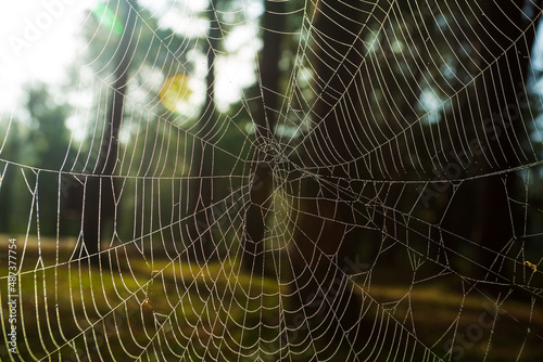 Spider web with dew drops,Cobweb in an English Garden covered in dew