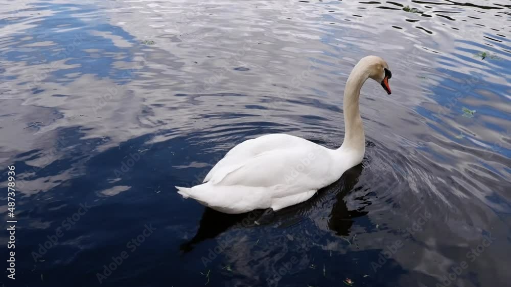 The white swan swims in the pond. 4k.
The white swan swims in the pond. 4k.