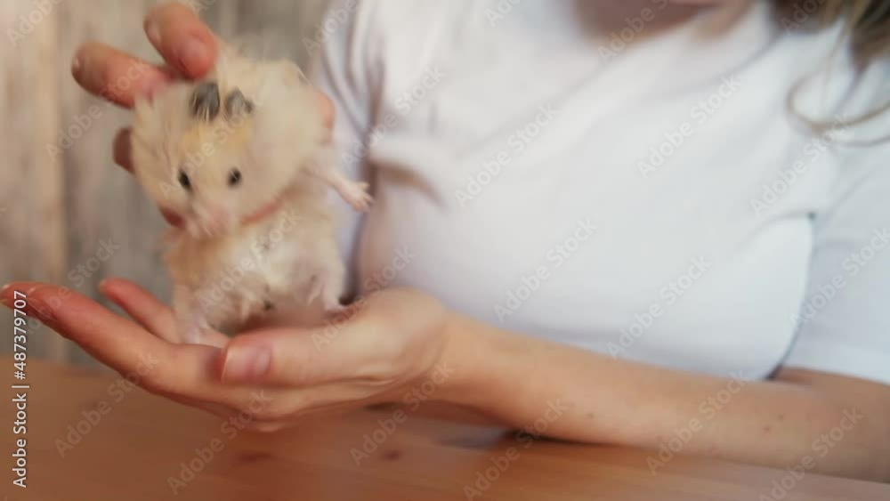 Woman owner feeds a fluffy little hamster in the kitchen on the table with fresh cabbage, closeup Woman owner feeds a fluffy little hamster in the kitchen on the table with fresh cabbage, closeup