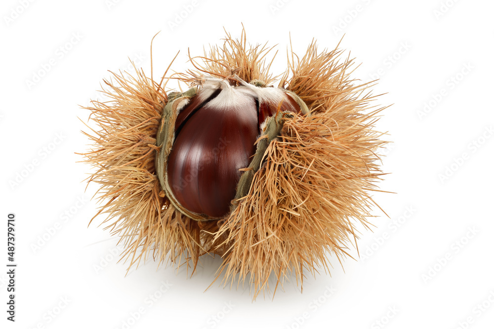 opened sweet chestnut in its spiky husk isolated on white opened sweet chestnut in its spiky husk isolated on white