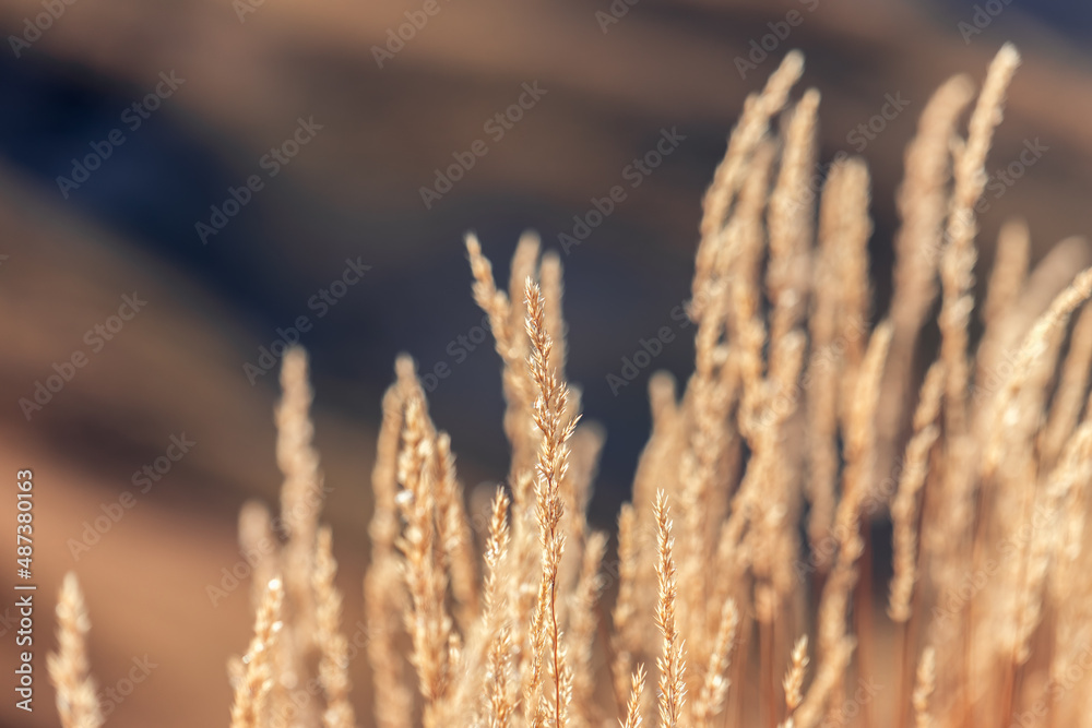 Autumn meadow grass with seeds on stems (Selective focus, bokeh) Autumn meadow grass with seeds on stems (Selective focus, bokeh)