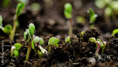 Growing Plants Sprouts Germination. New Born, New Life in Spring Agriculture Concept.
