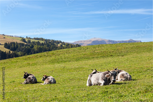 Resting cows in a high mountain pasture. South Tyrol, Italy.