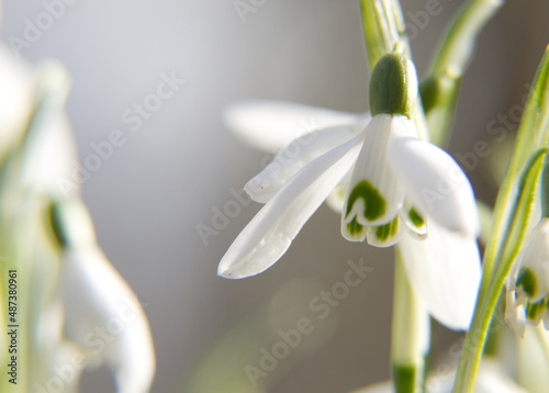 Macro close-up of a snowdrop (galanthus nivalis) in the sunshine
