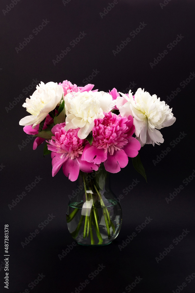 Bouquet of pink and white peonies in glass vase on black background. Floral card design