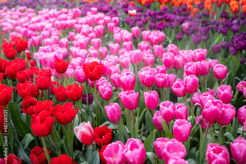 Colorful Tulip flower garden in park, red pink purple and orange.