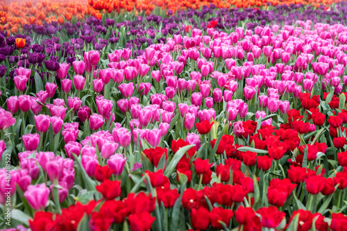 Colorful Tulip flower garden in park, red pink purple and orange.