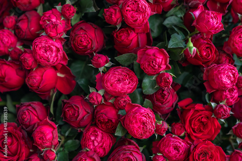 Fresh natural red roses with green leaves background. Flower arrangement in garden. Love and Valentine concept.